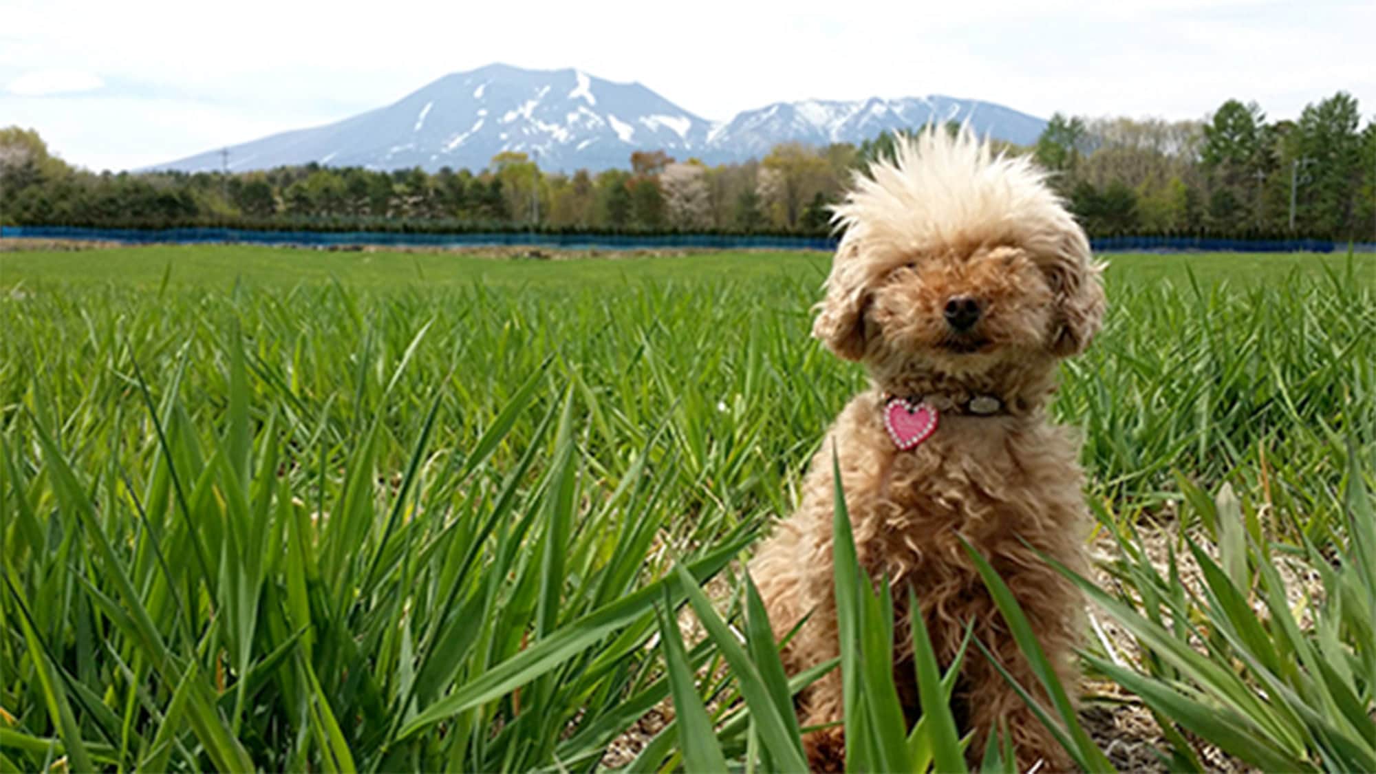 ・ Please enjoy the great outdoors with your dog.