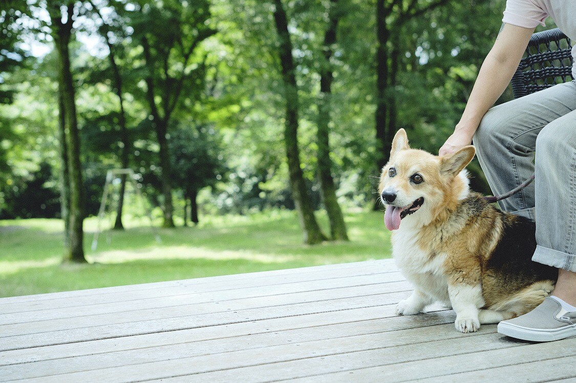 Pet dog allowed