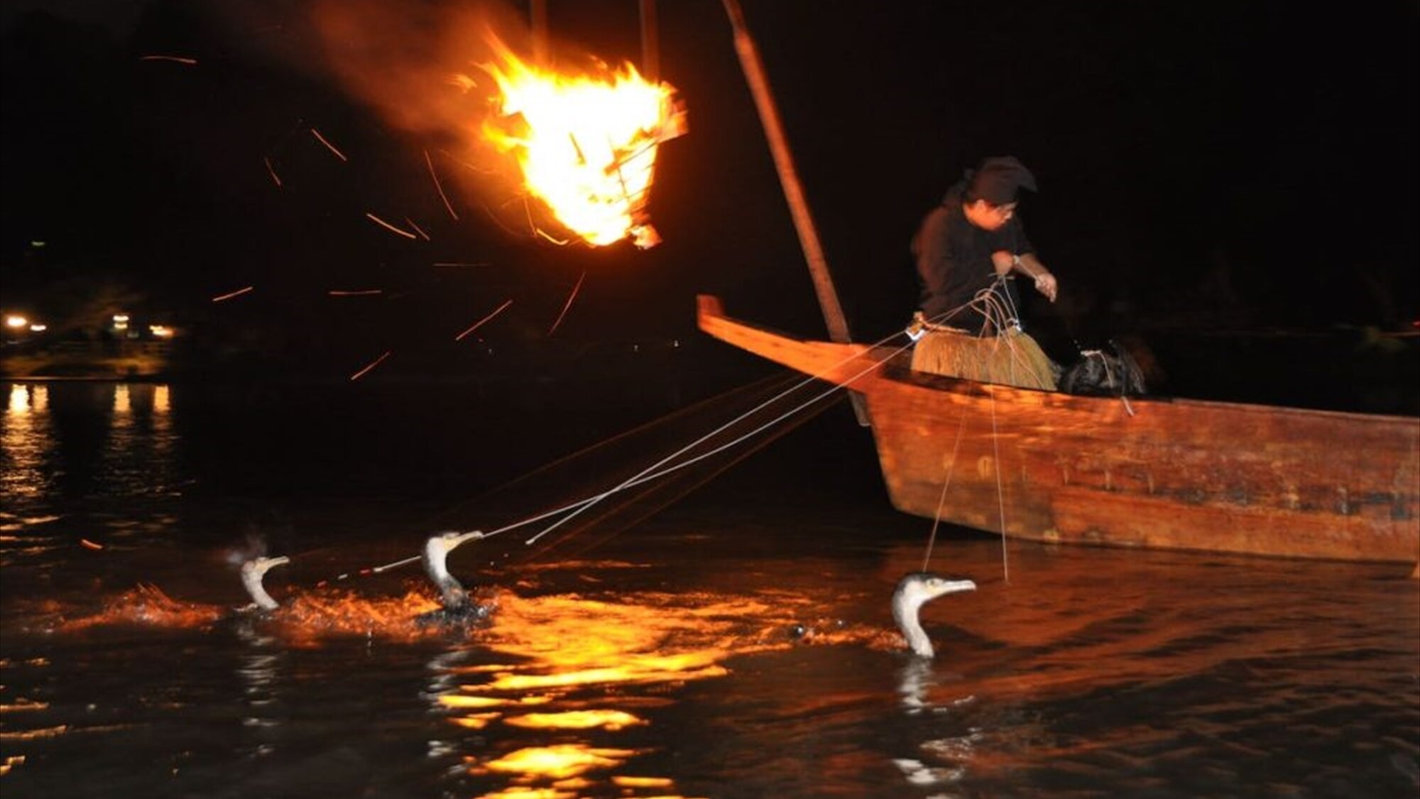 cormorant fishing