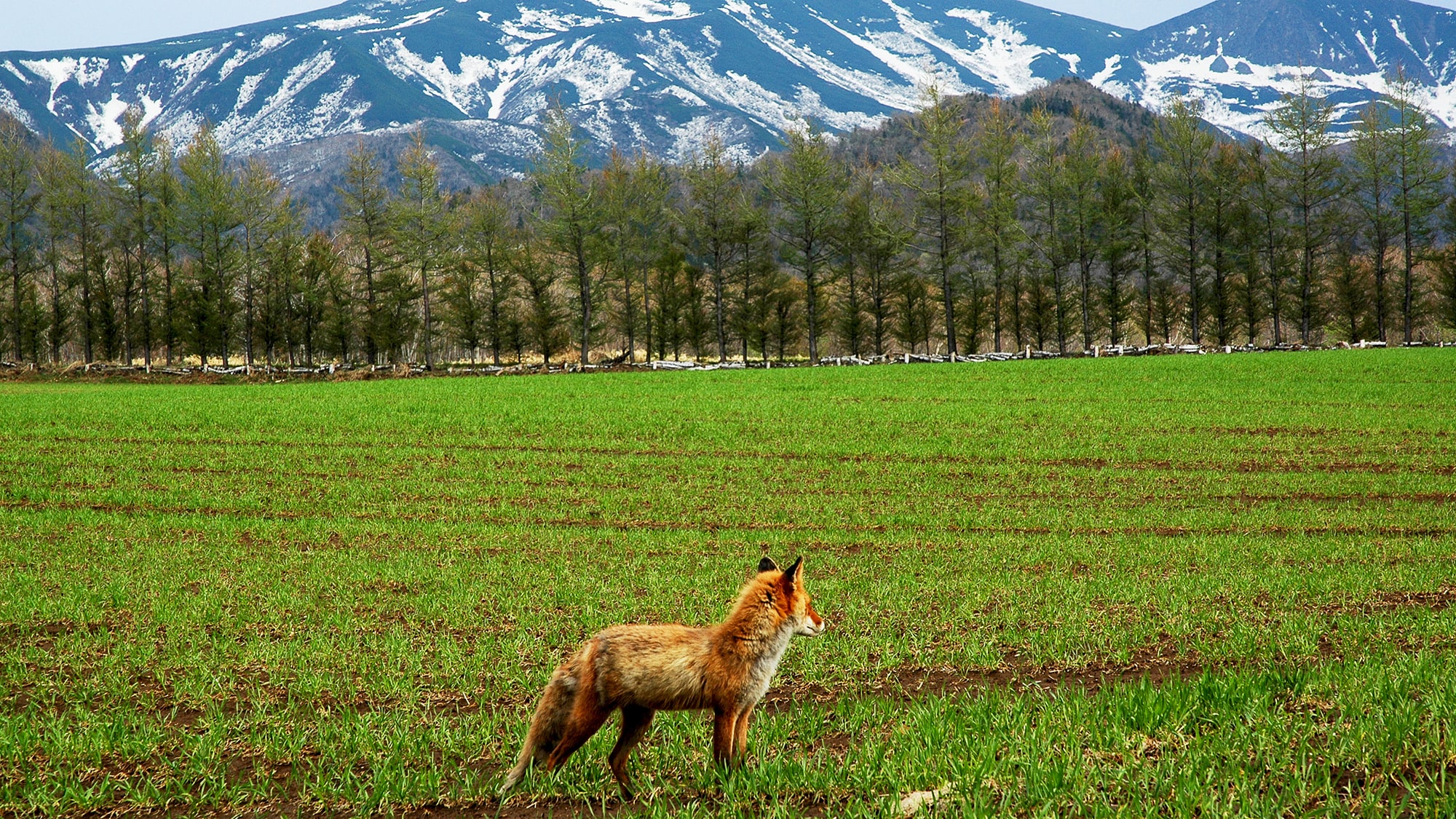 [Animals you can meet in Shiretoko] Ezo red fox