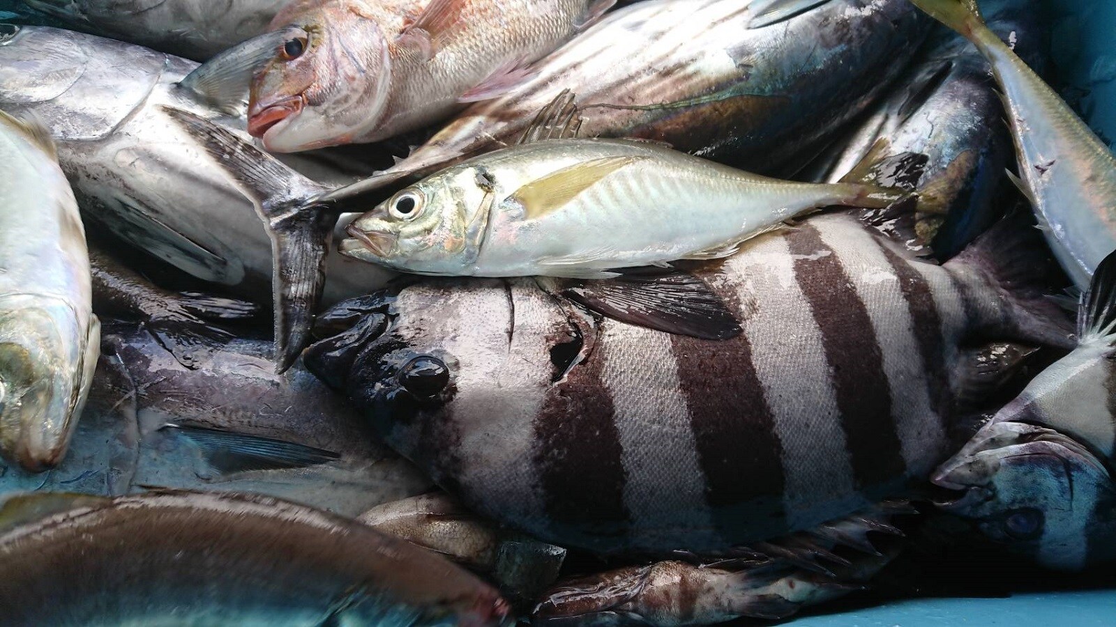Local fish of Lake Irago