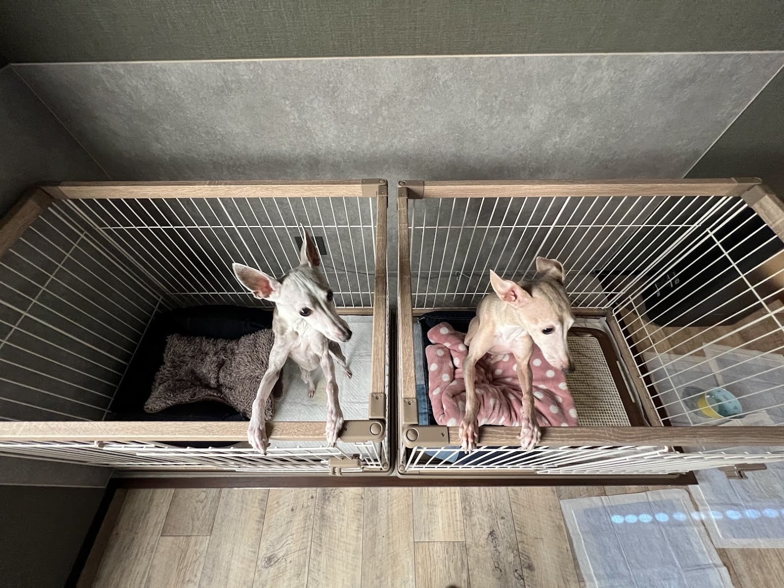 地球 和你的狗待在一起