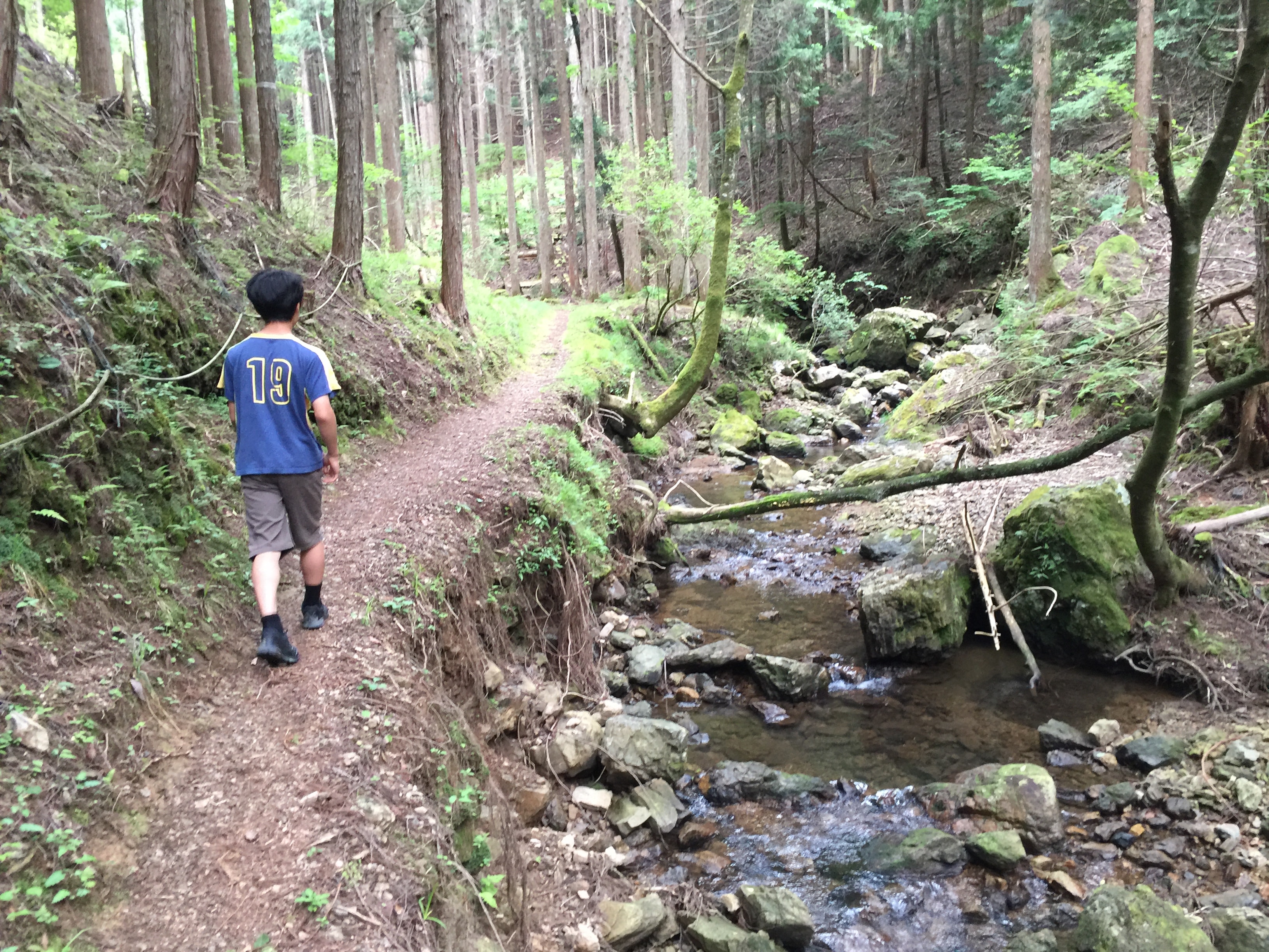 Summer vacation forest walk