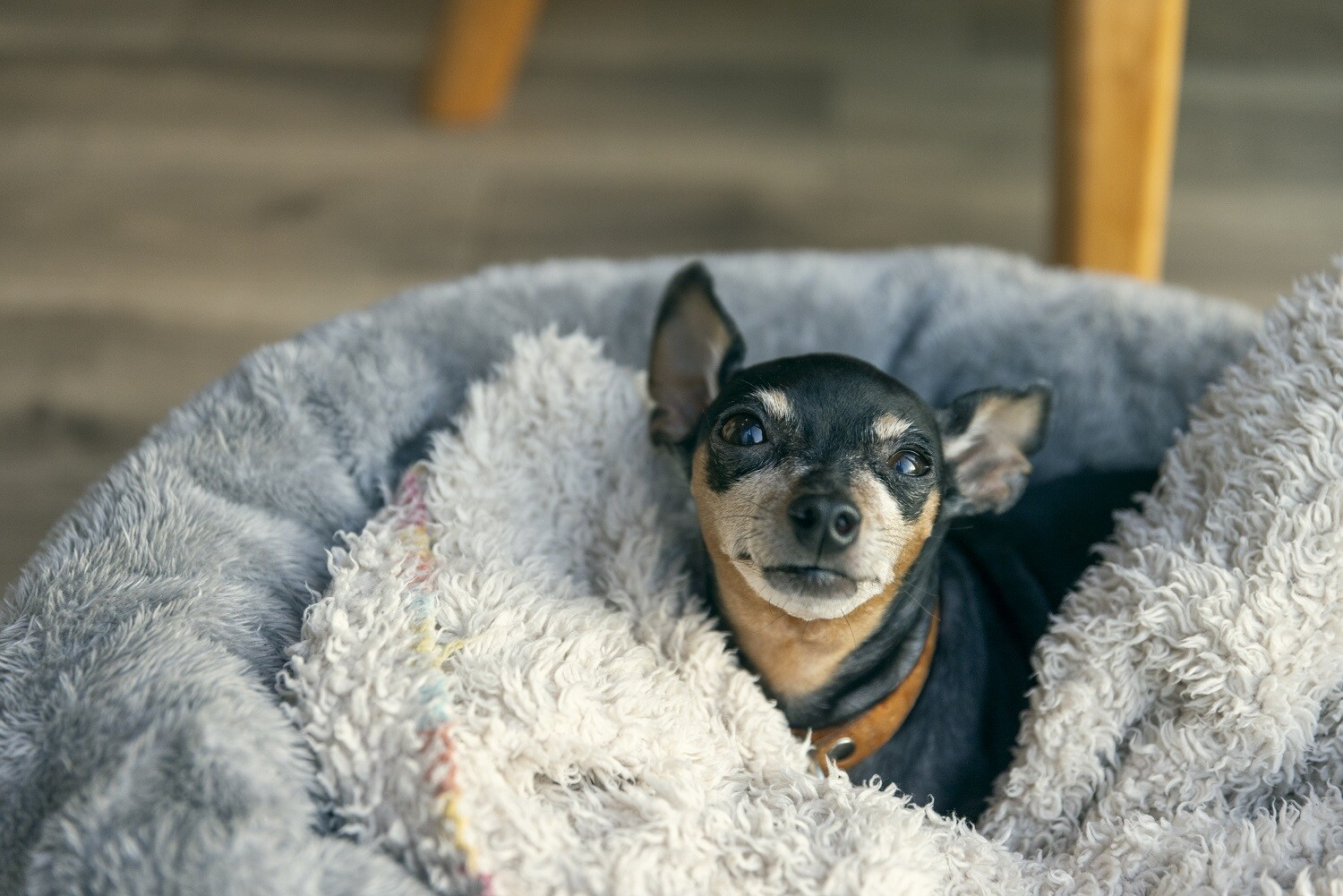 Dog ④
