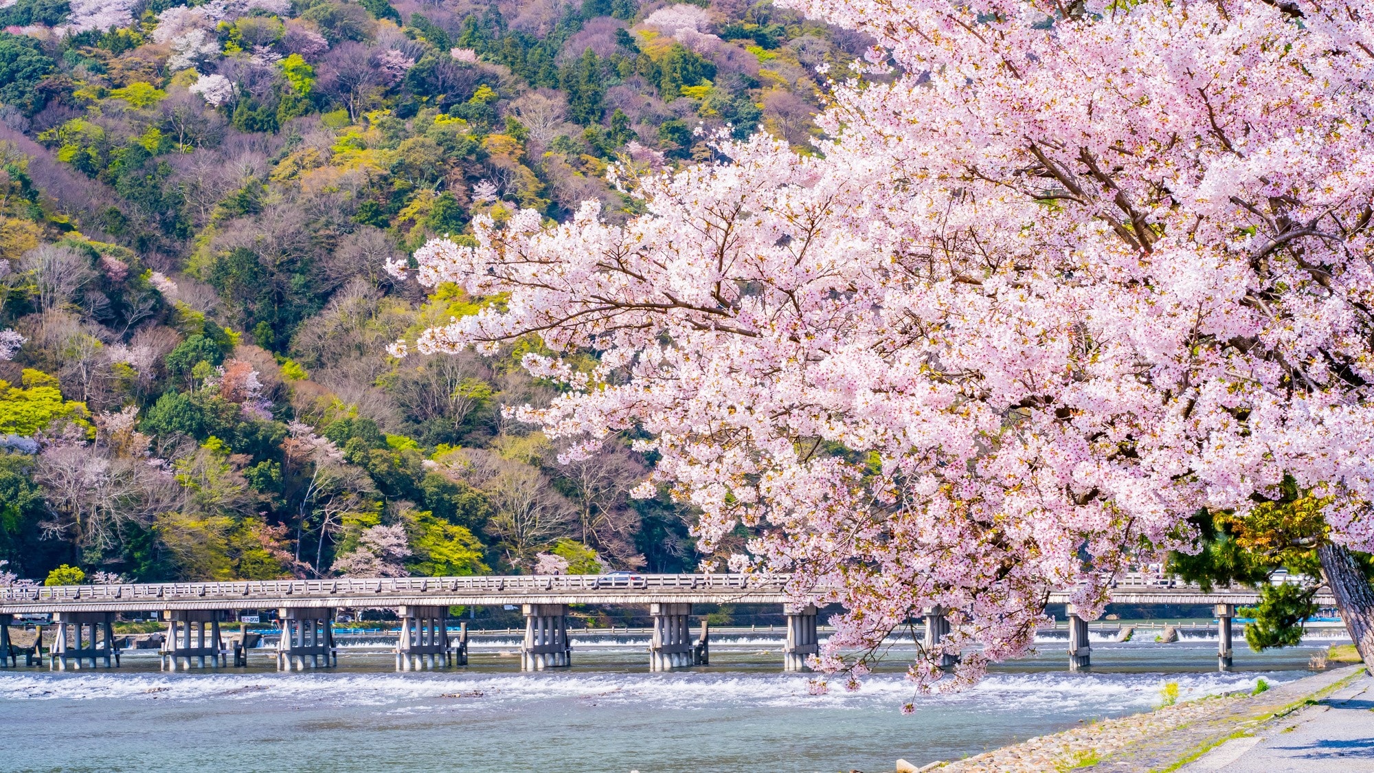 Hình ảnh hoa anh đào Arashiyama ở Kyoto