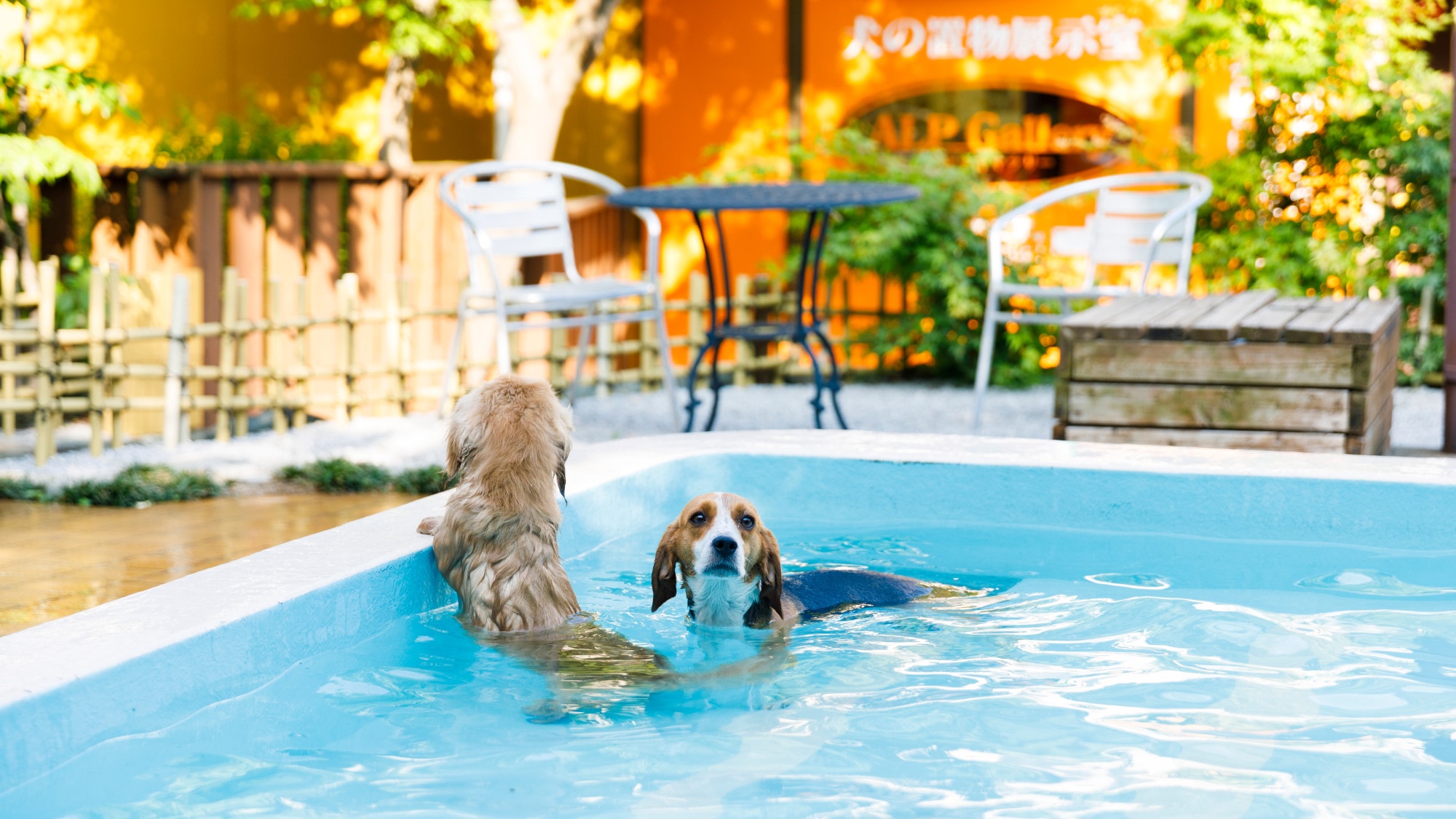 [Dog run with hot spring pool]