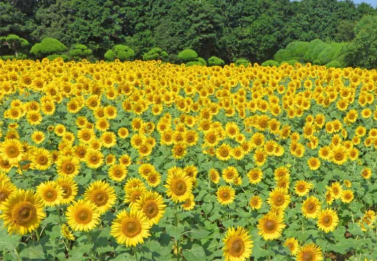 [夏]能古島公園的向日葵盛開