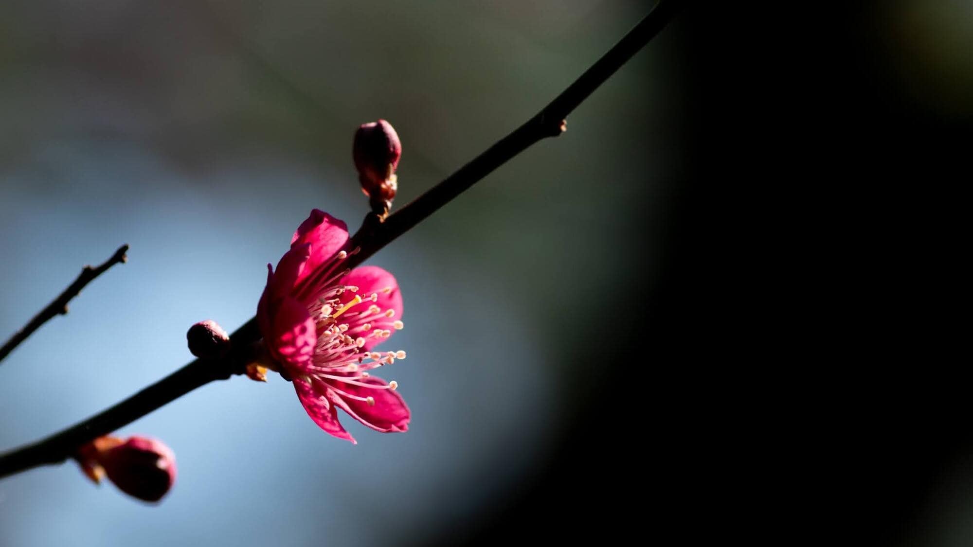 泡溫泉時，可以欣賞紅梅花的絢麗色彩。