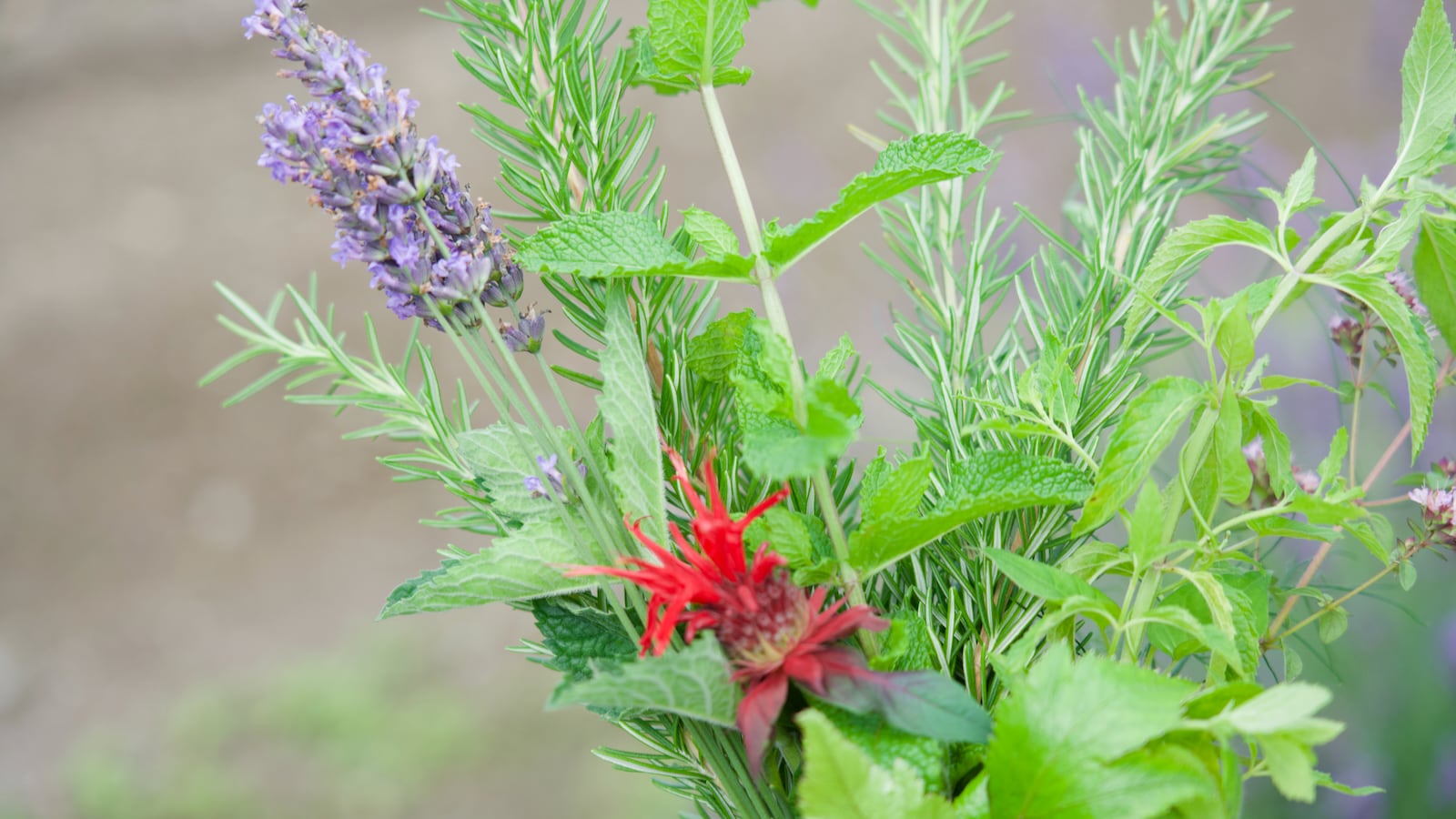 Freshly picked herbs