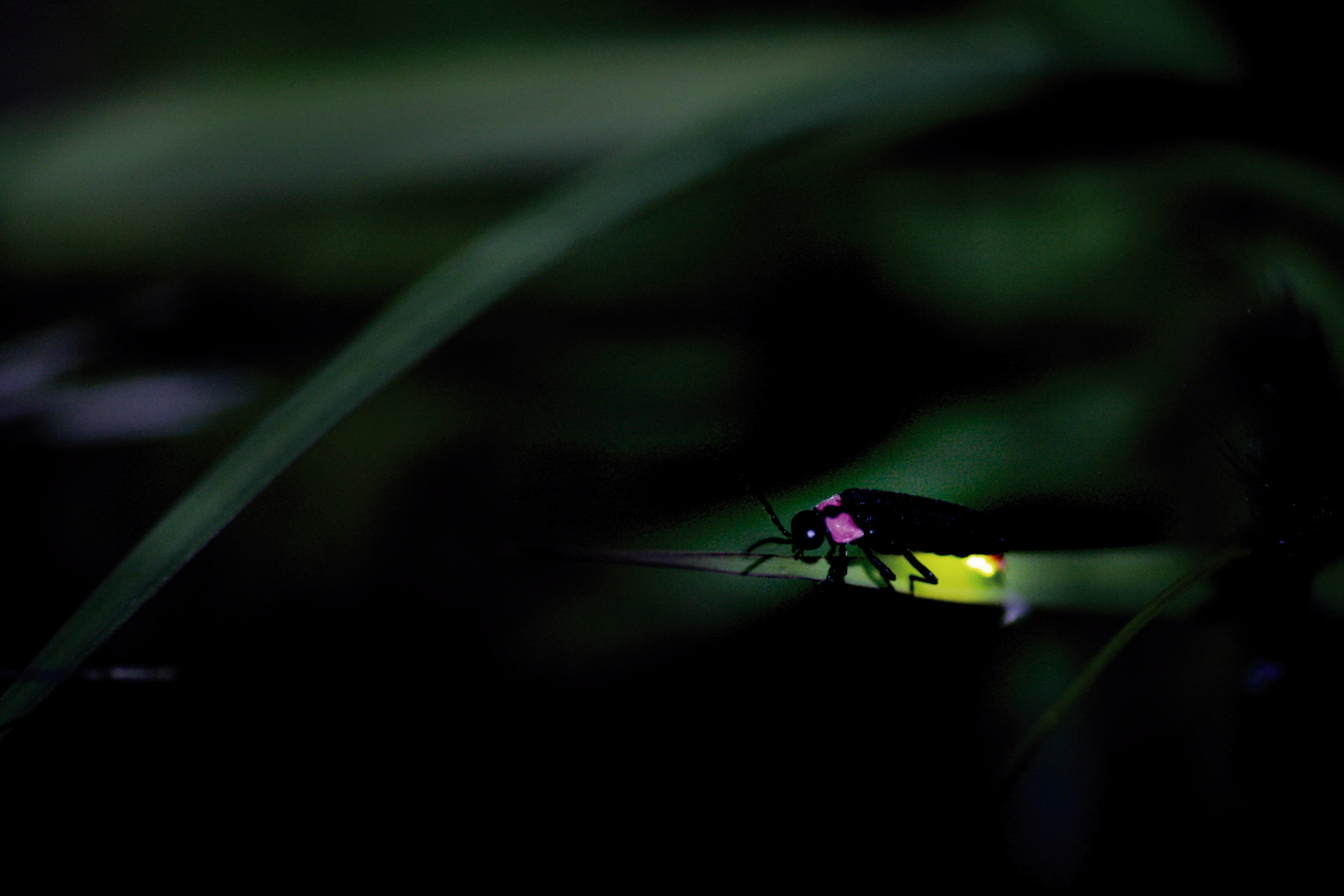 firefly
