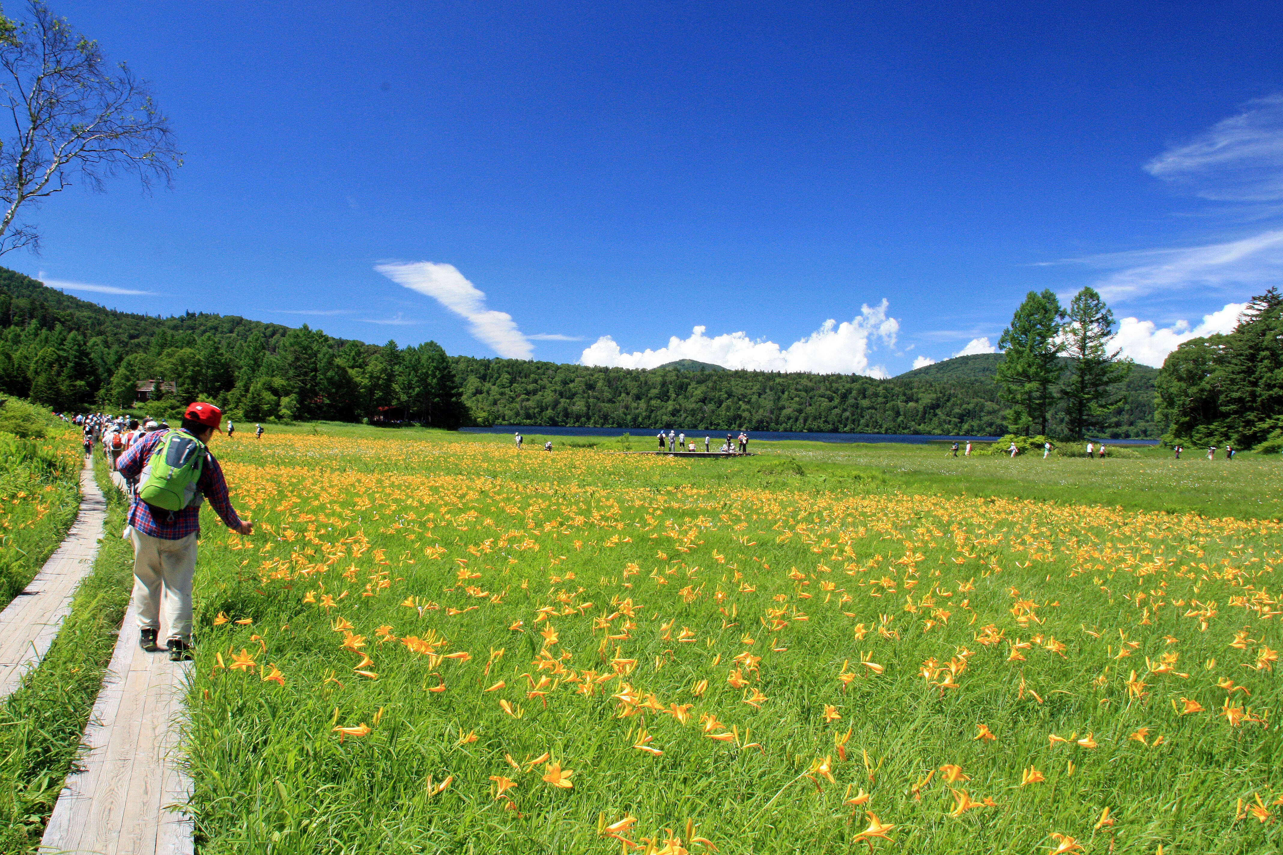 尾瀨（黃花菜）夏天