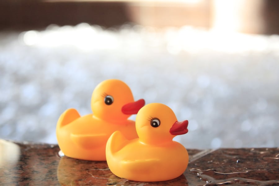 Duck