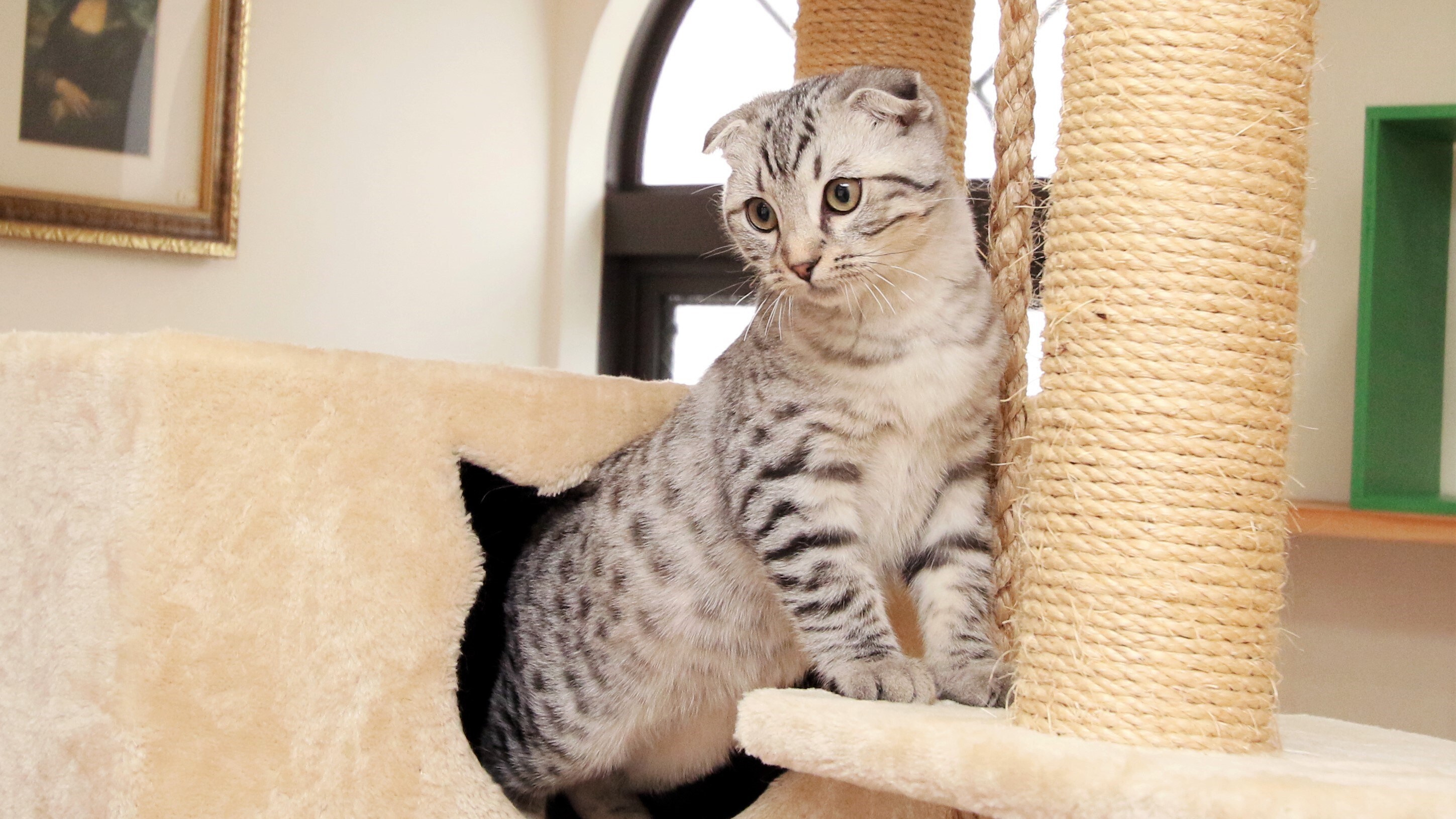 Cat Room