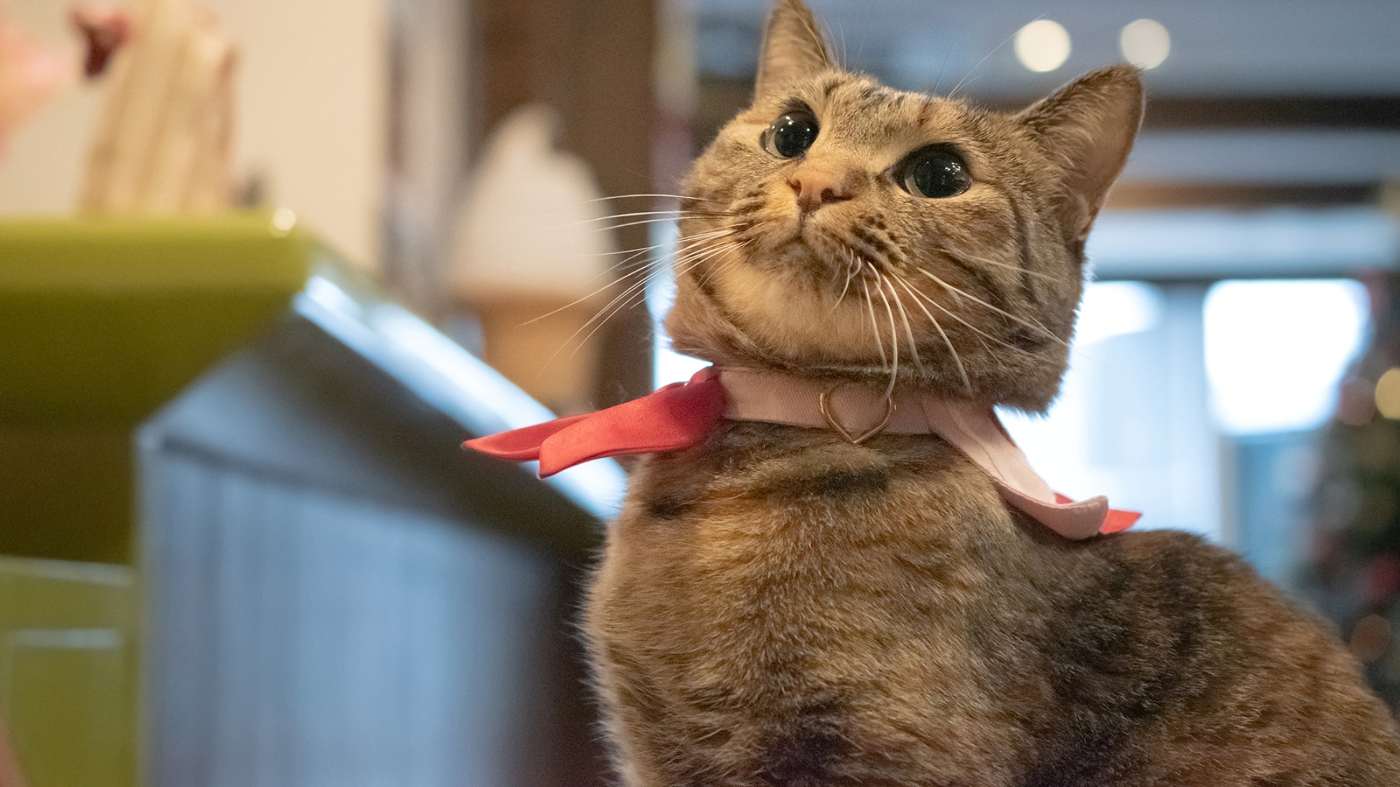 The charming hostess, "Yuzunyan"