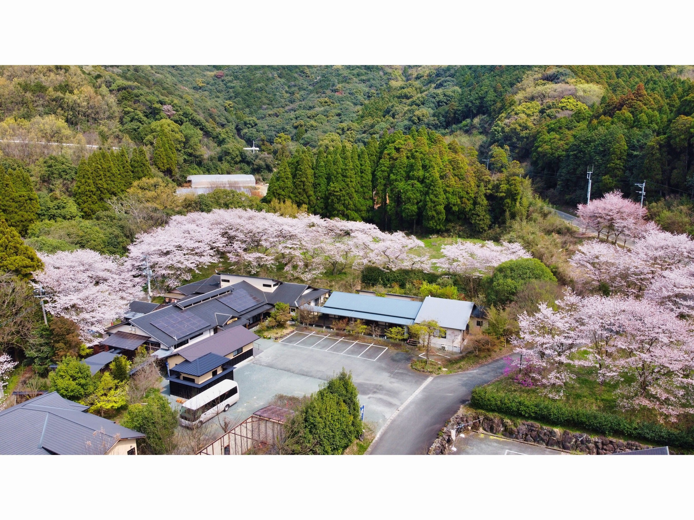 Cherry blossoms in full bloom