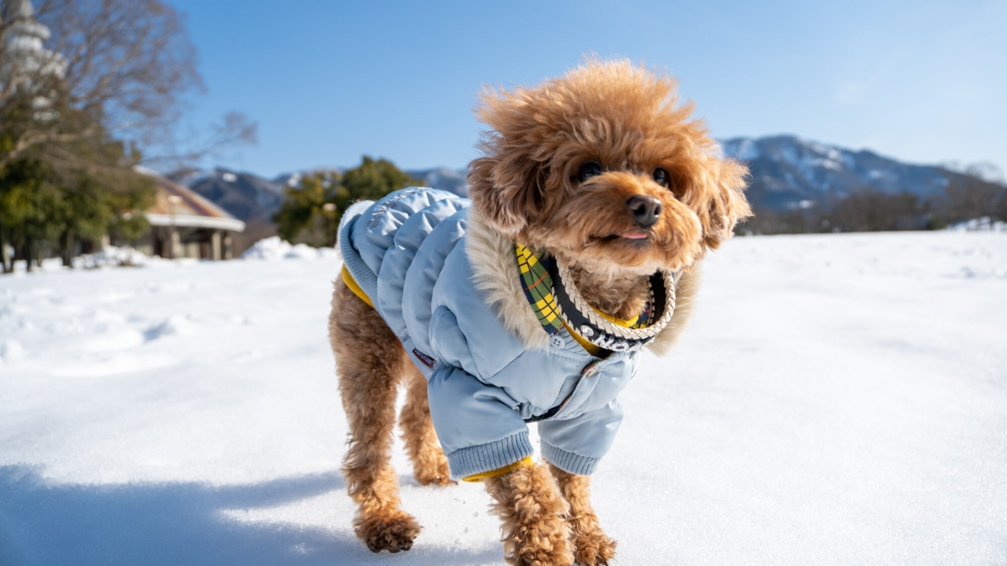 Winter travel support★ Enjoy an extraordinary stay in the snow with your dog in winter