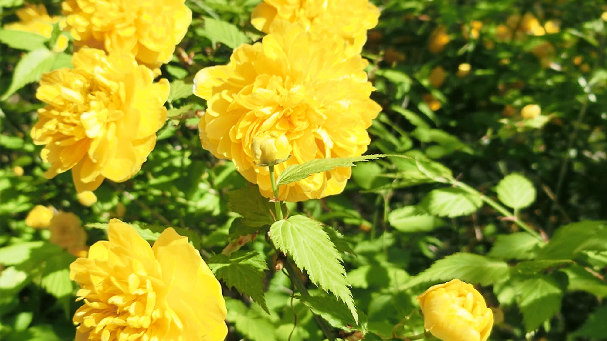 Spring: Double-flowered Yamabuki