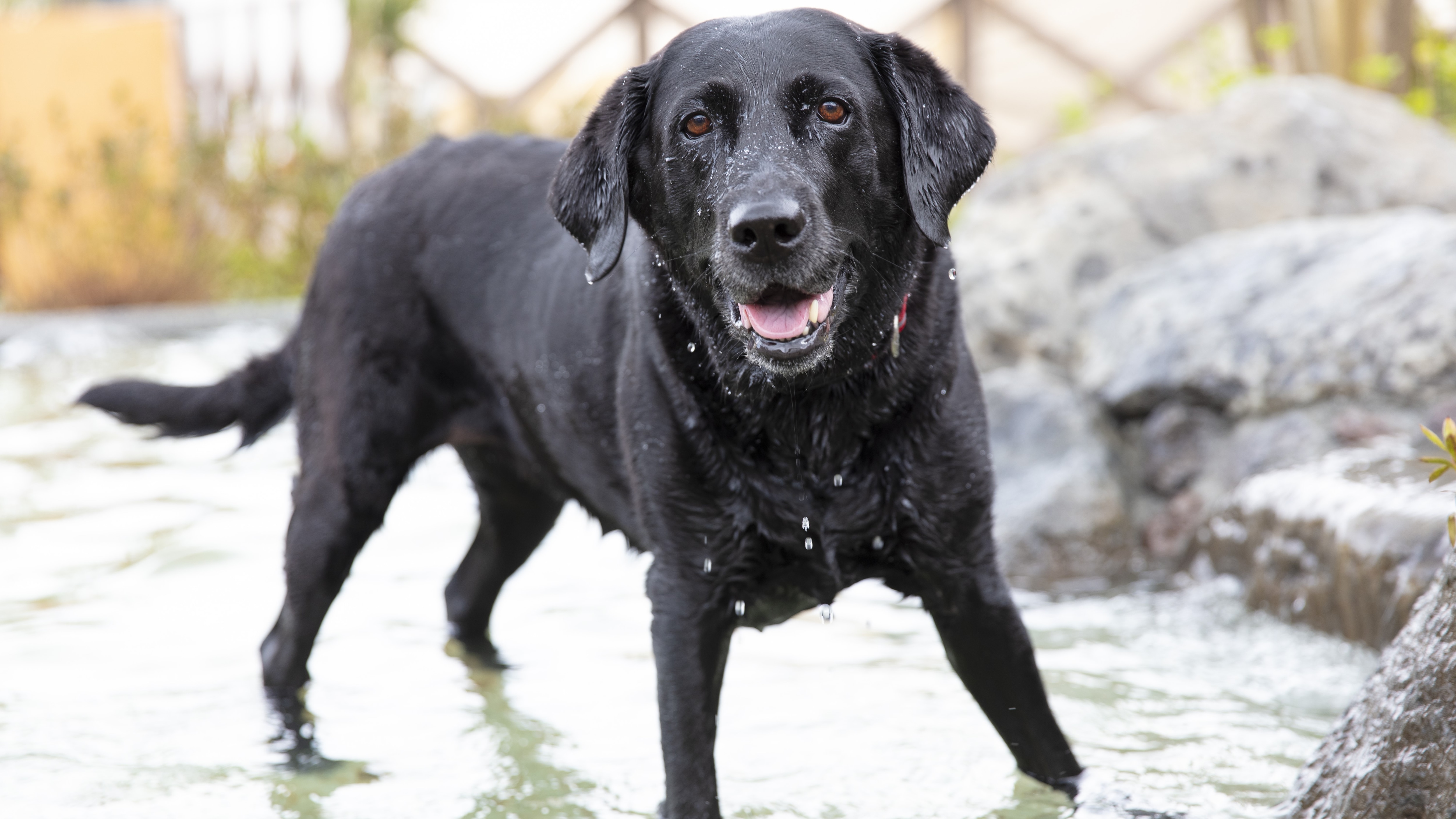 A dog having fun in the water playground