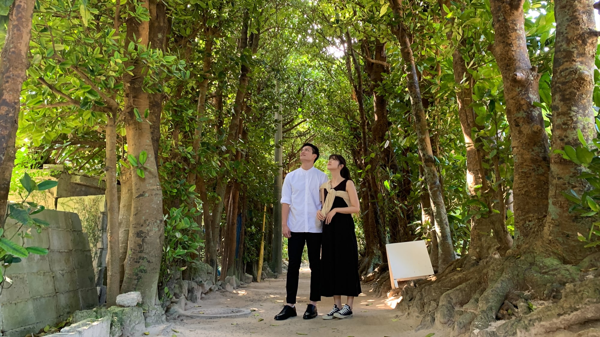 30 minutes by car to Fukugi Tree Line