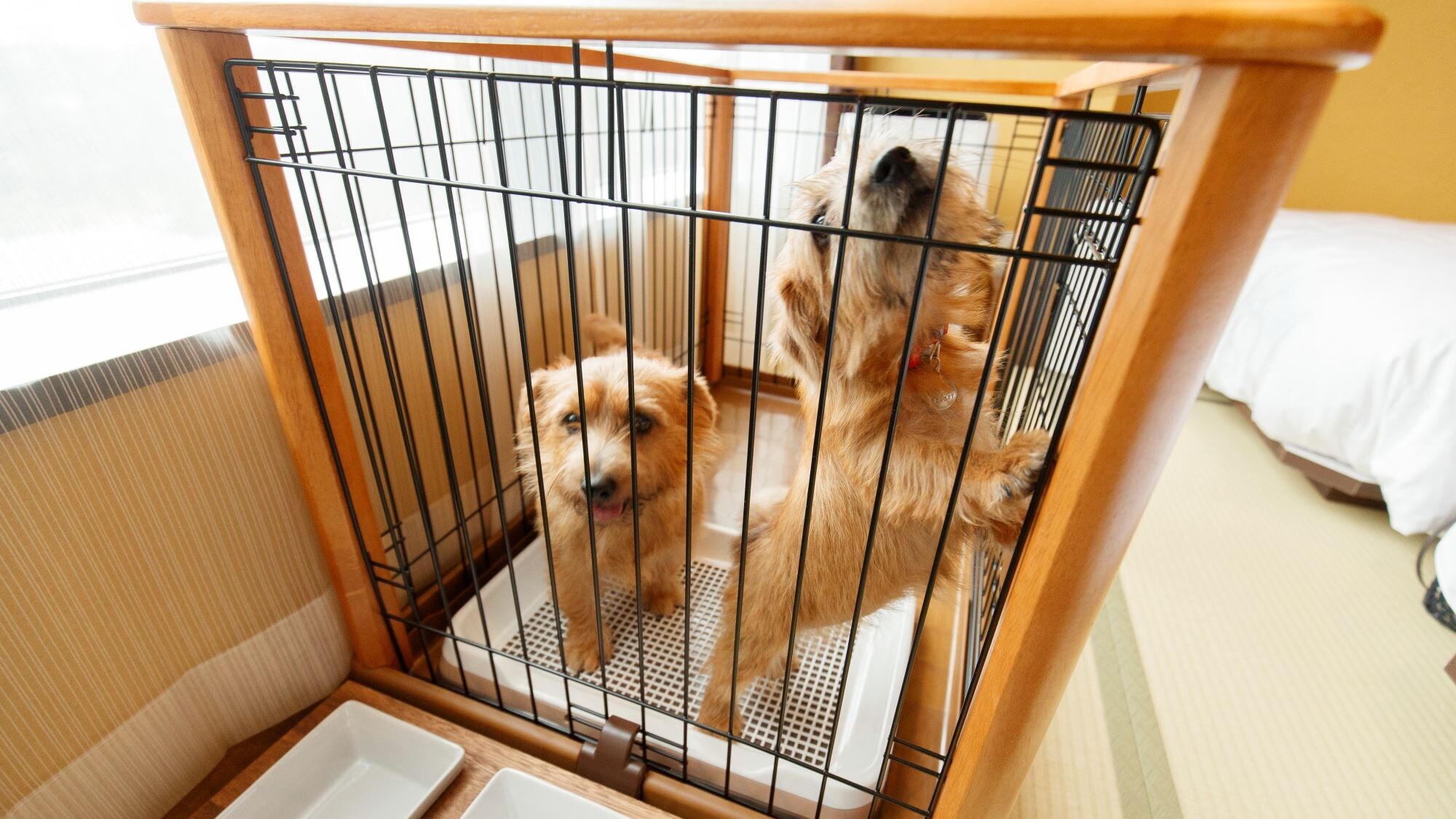 [Rooms for guests with pet dogs] <With ceramic bath> Living room & twin room