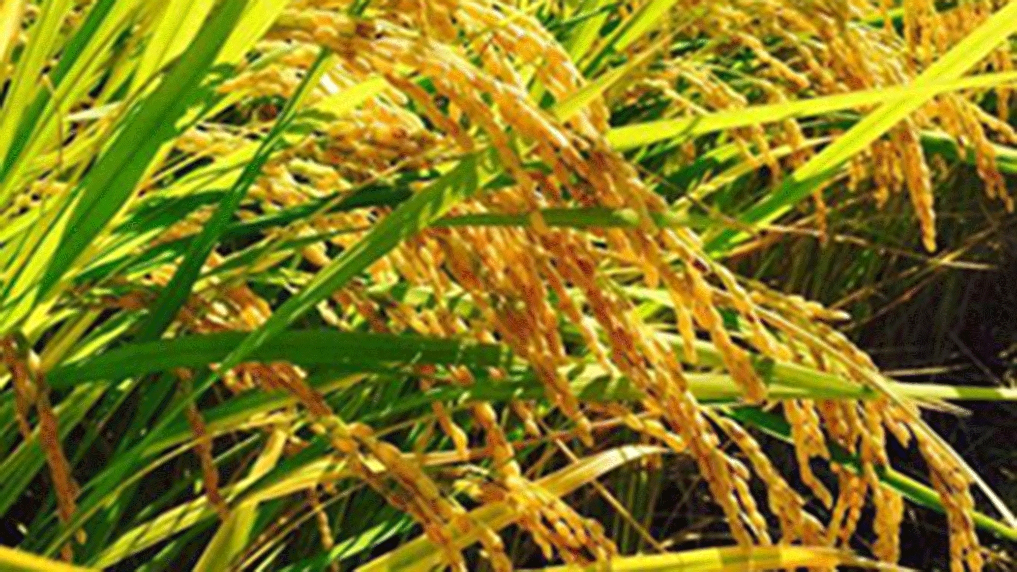 ※【收获后<秋季至冬季>期间限定】我们将提供使用新收获的大米和荞麦制成的餐点。