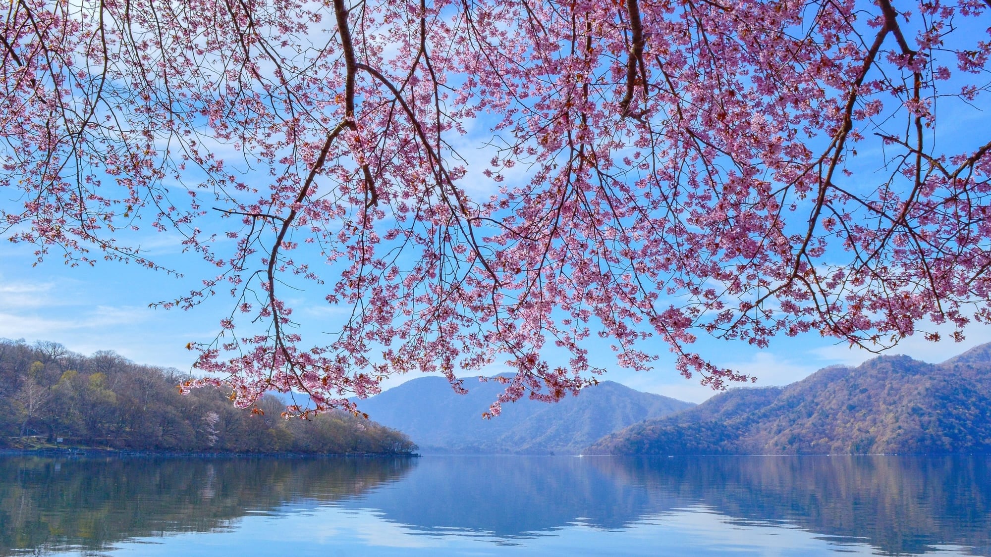 Bunga sakura dan Danau Chuzenji *Sekitar 20 menit naik mobil dari hotel