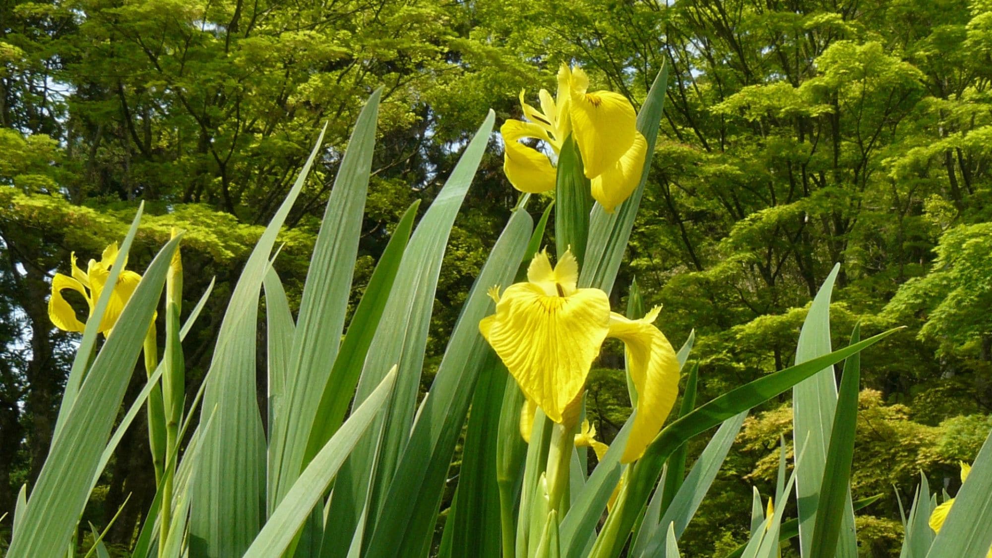 [Entsuin Temple] The vibrant yellow of the yellow irises stands out against the fresh greenery.
