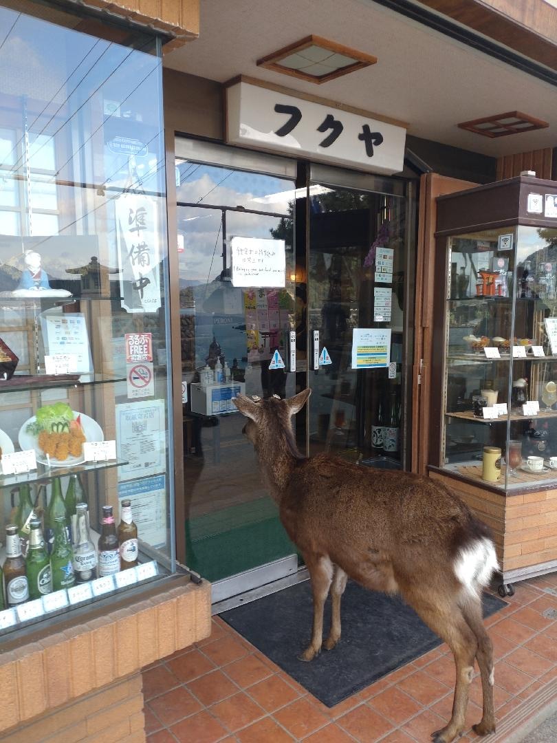 開店を待つ？厳島の鹿.JPG