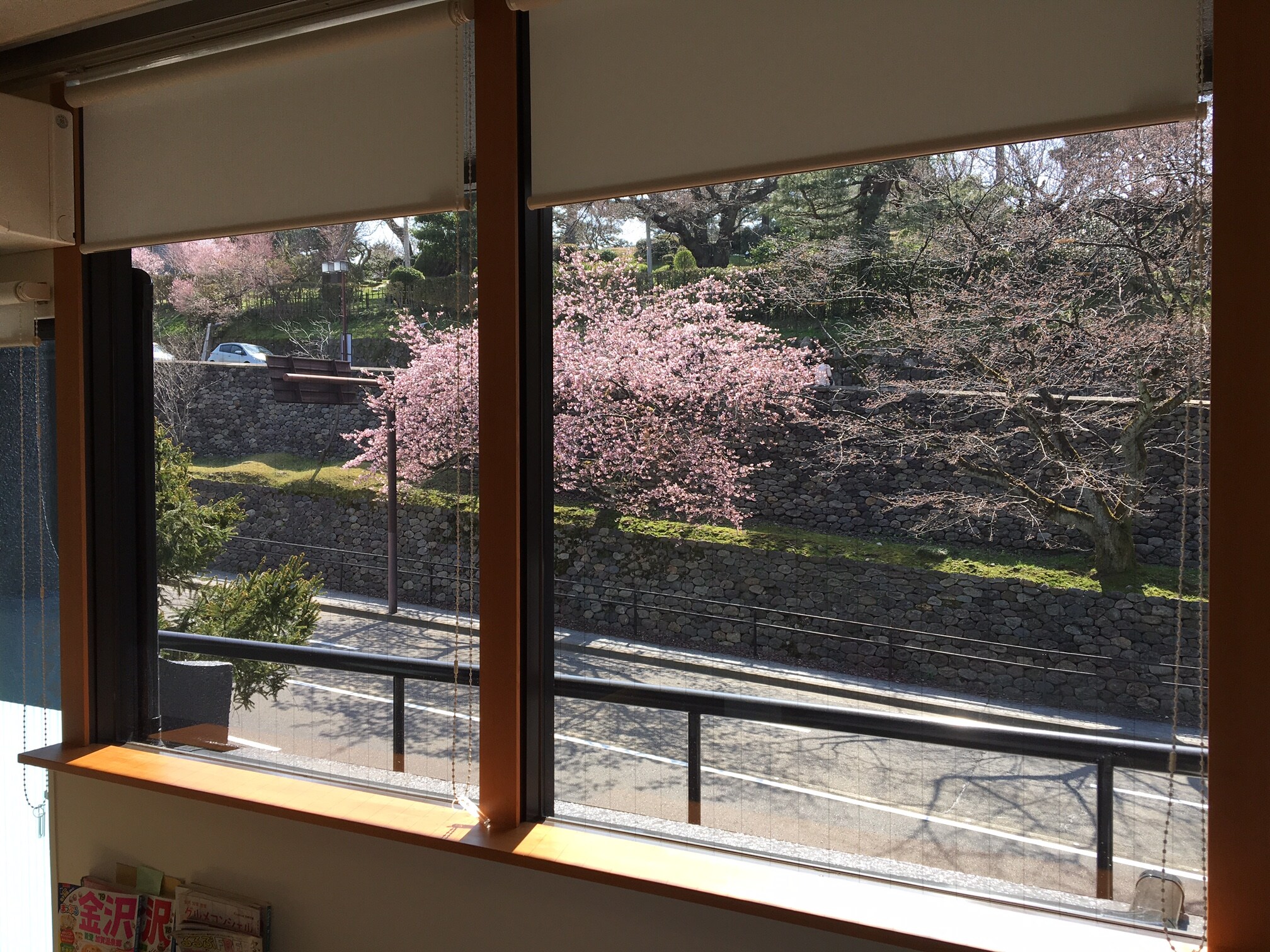 Cherry blossom viewing season
