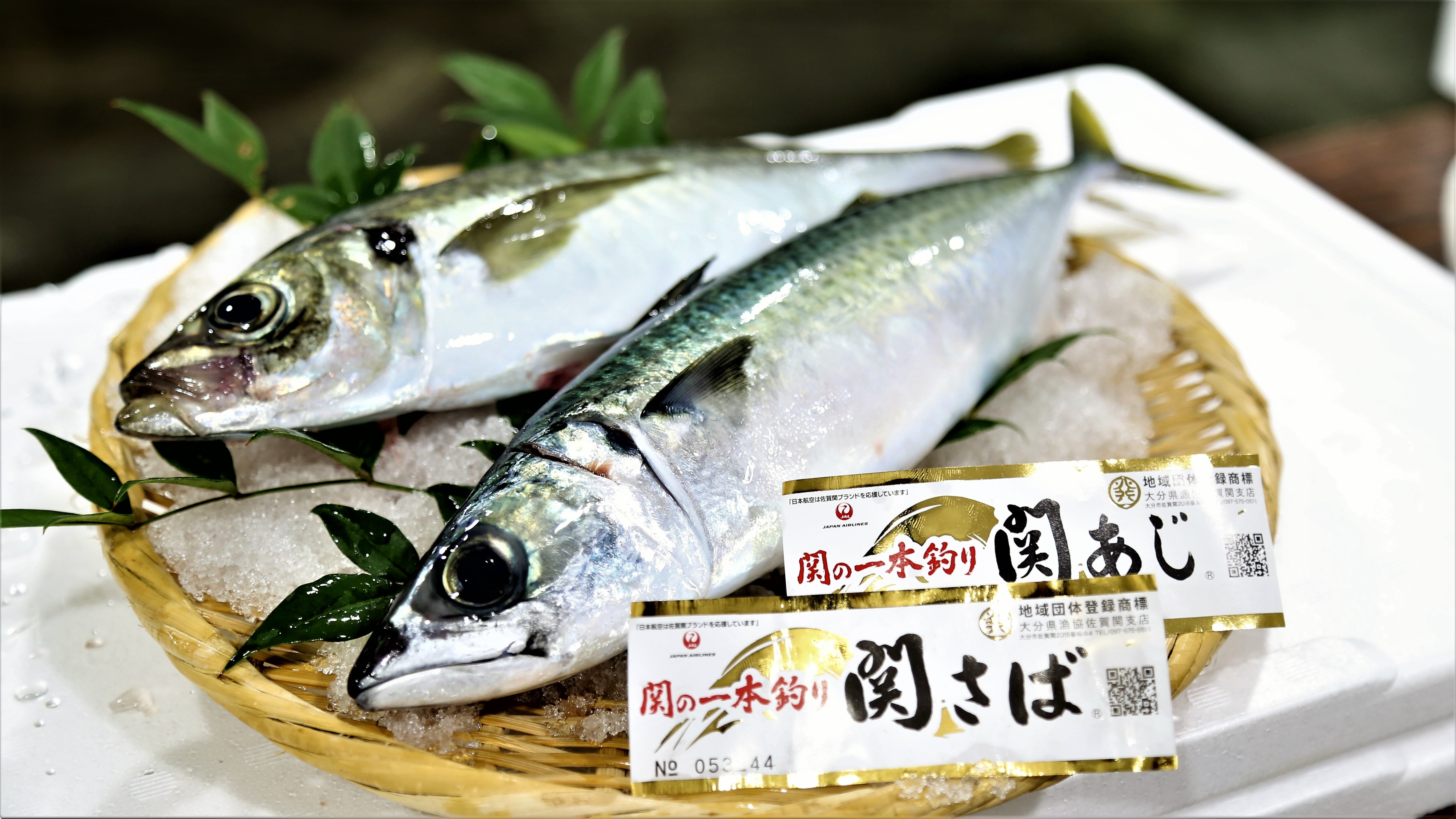 Seki horse mackerel, Seki mackerel 16 9