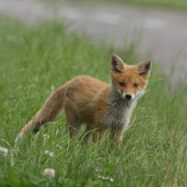 [Red fox]