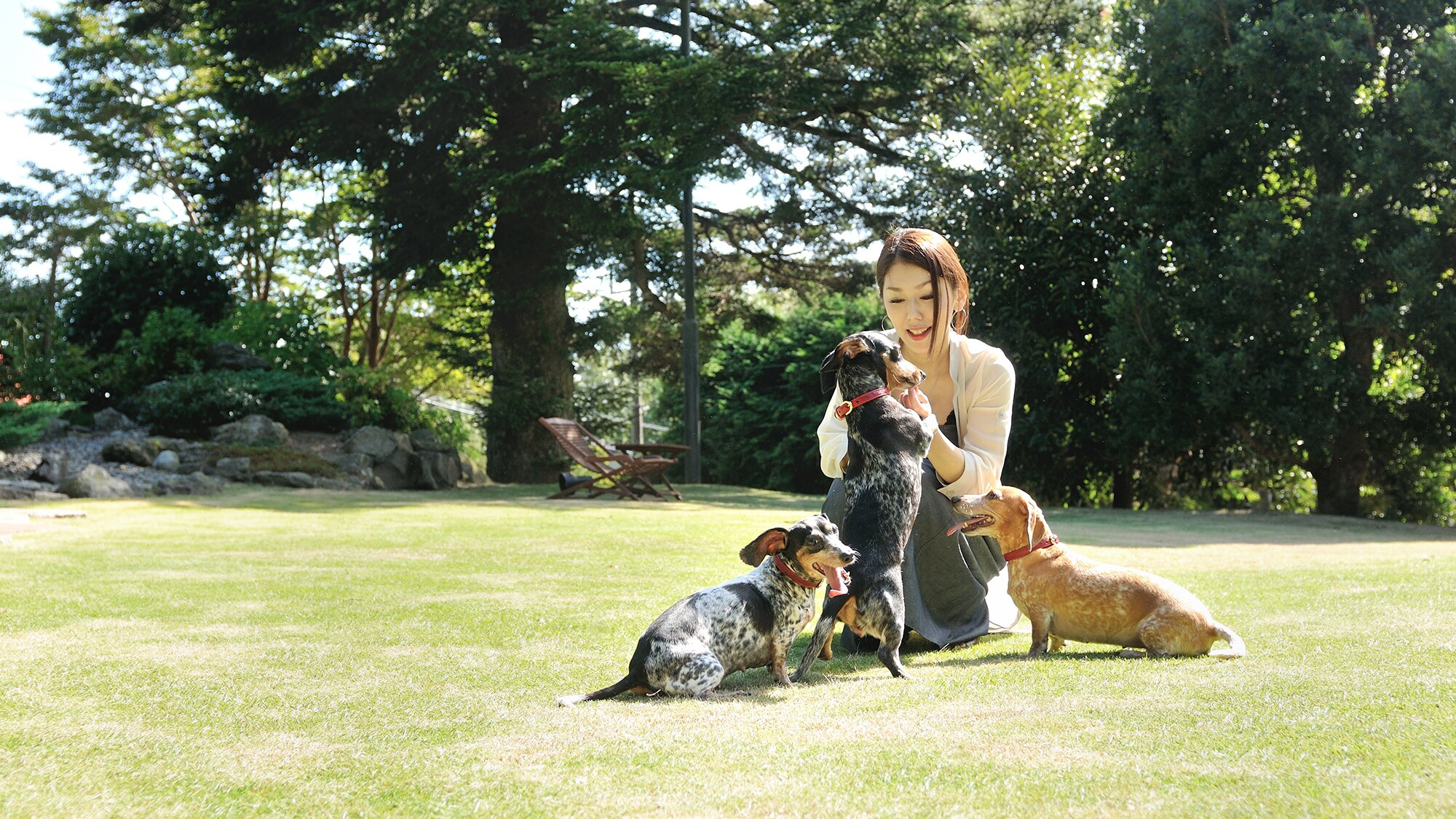 Dog Garden