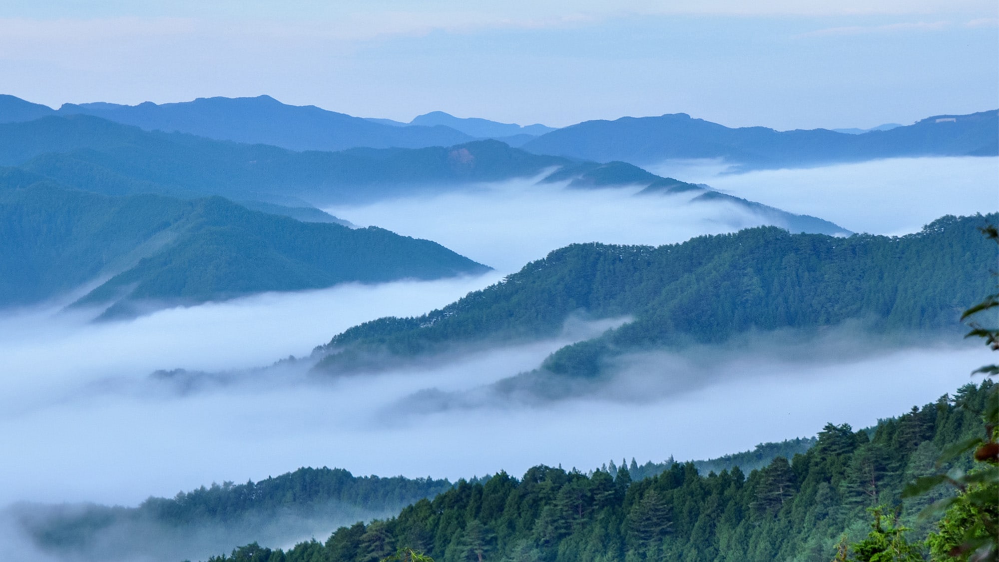 ・[Biển mây] Biển mây có thể nhìn thấy từ Đền Tachisatoko ở độ cao 1.260m