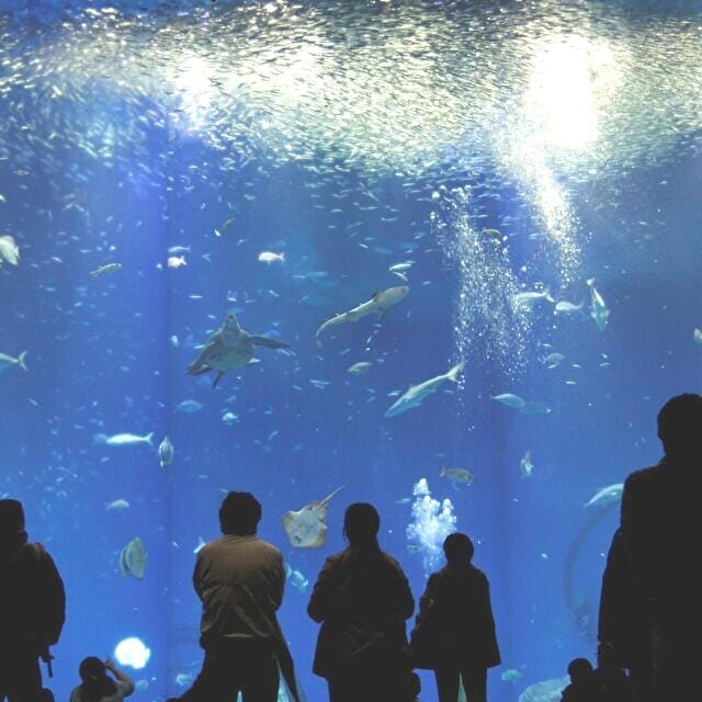 [Aqua World] Tangki Laut Besar Pertemuan