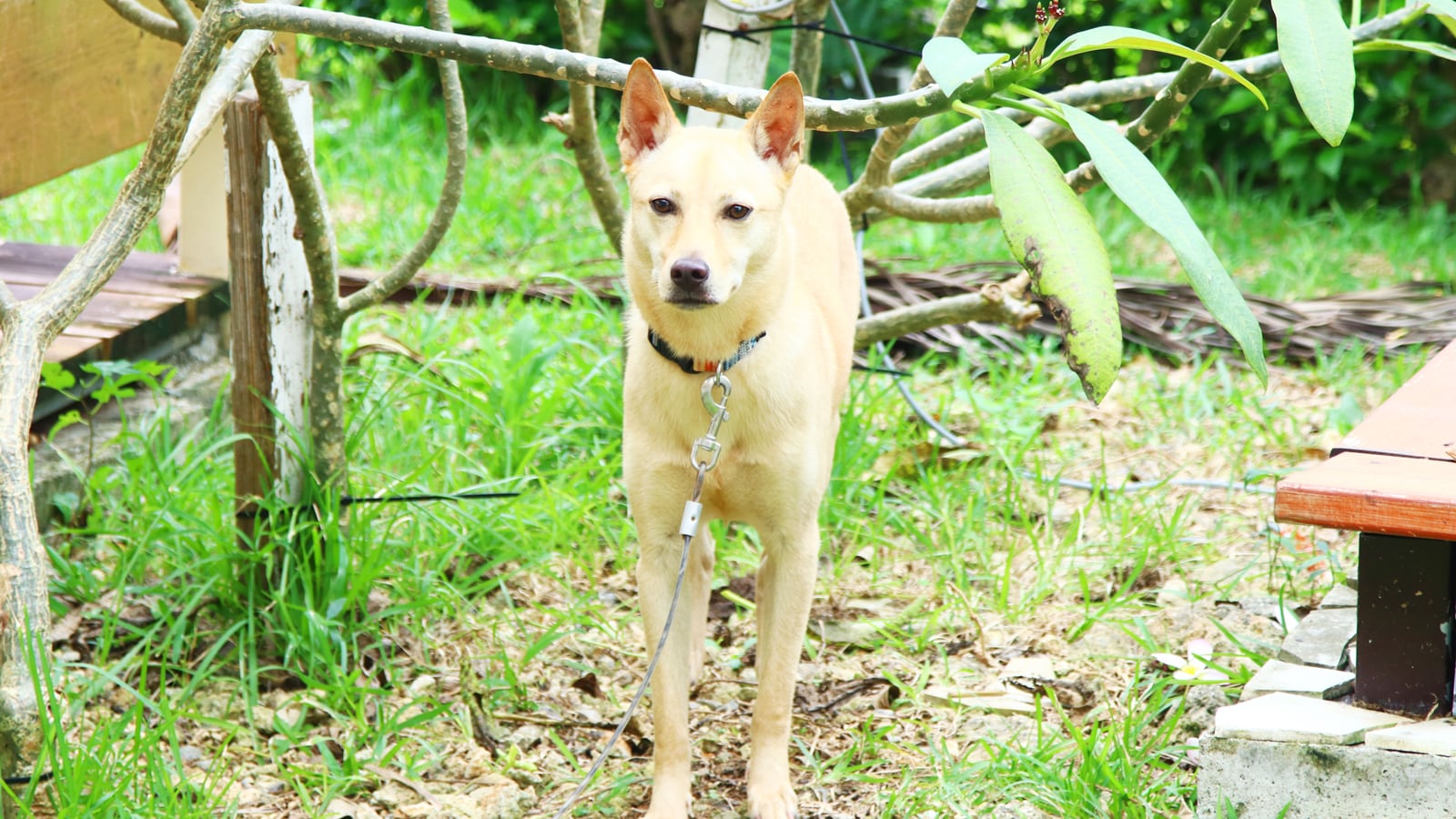 Anjing berukuran sedang diperbolehkan (hanya di beberapa kamar)*