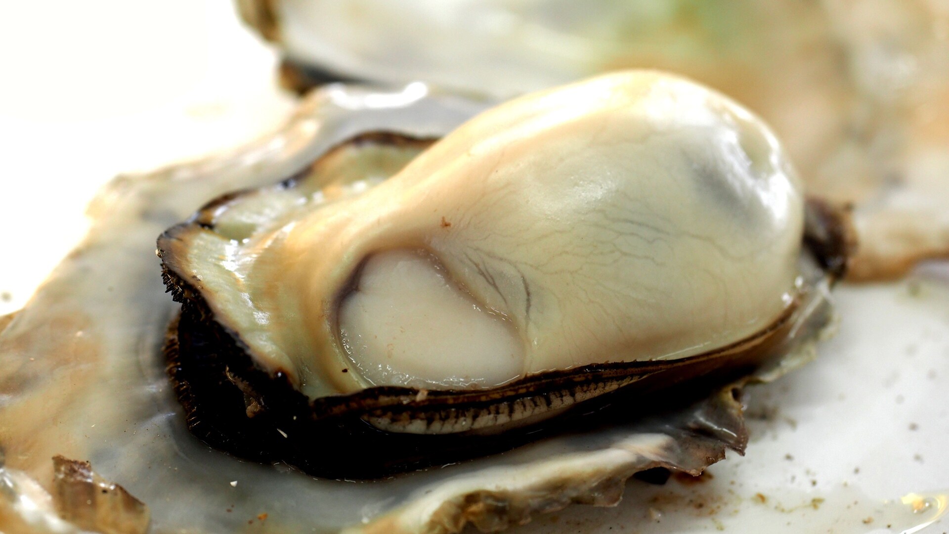 Grilled oysters image