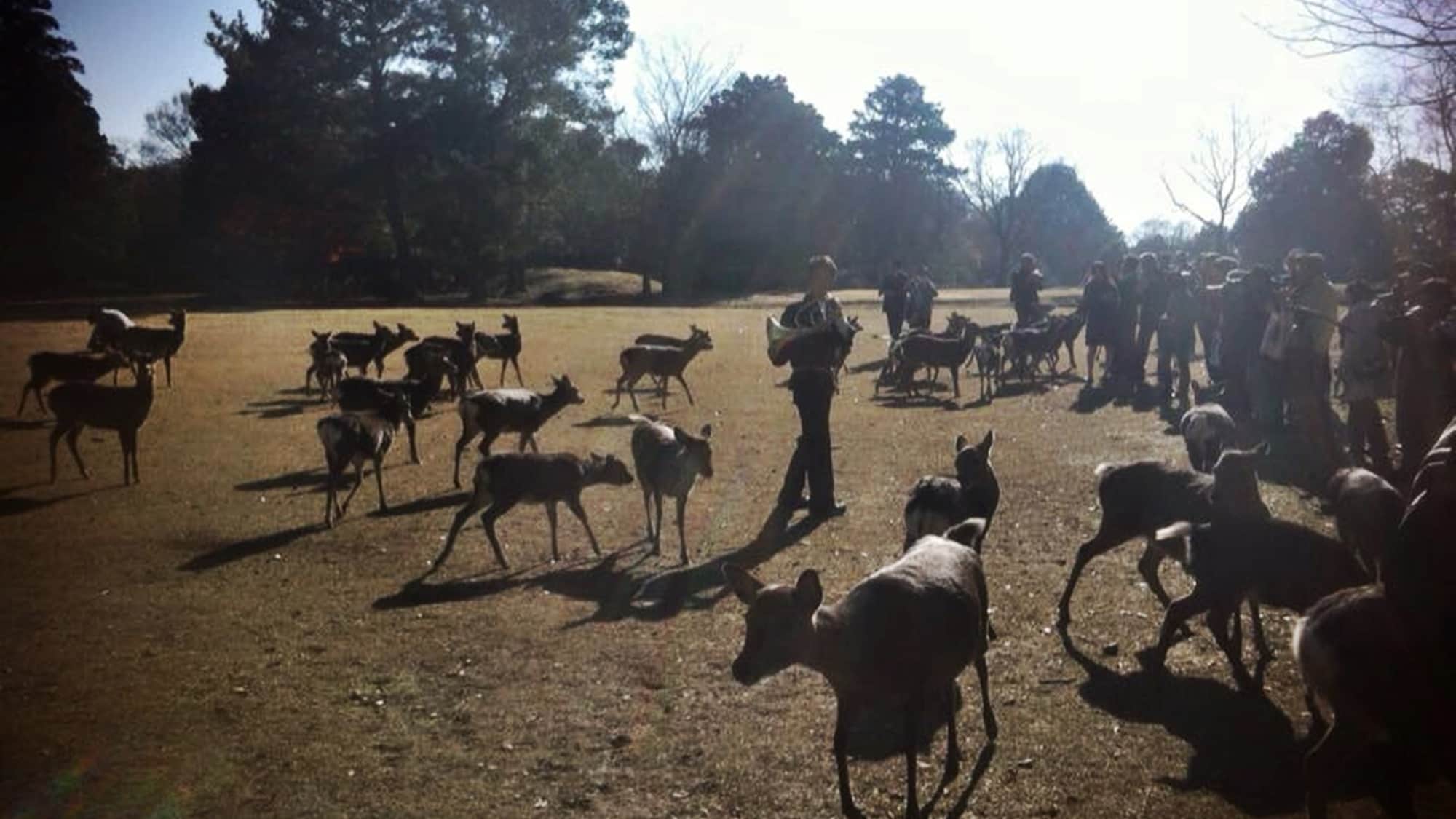 * [Sightseeing around] There are many deer in Nara Park