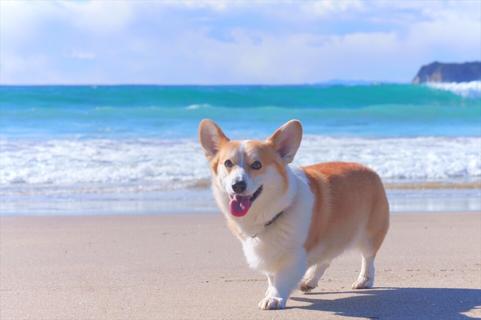 和你的狗呆在一起♪