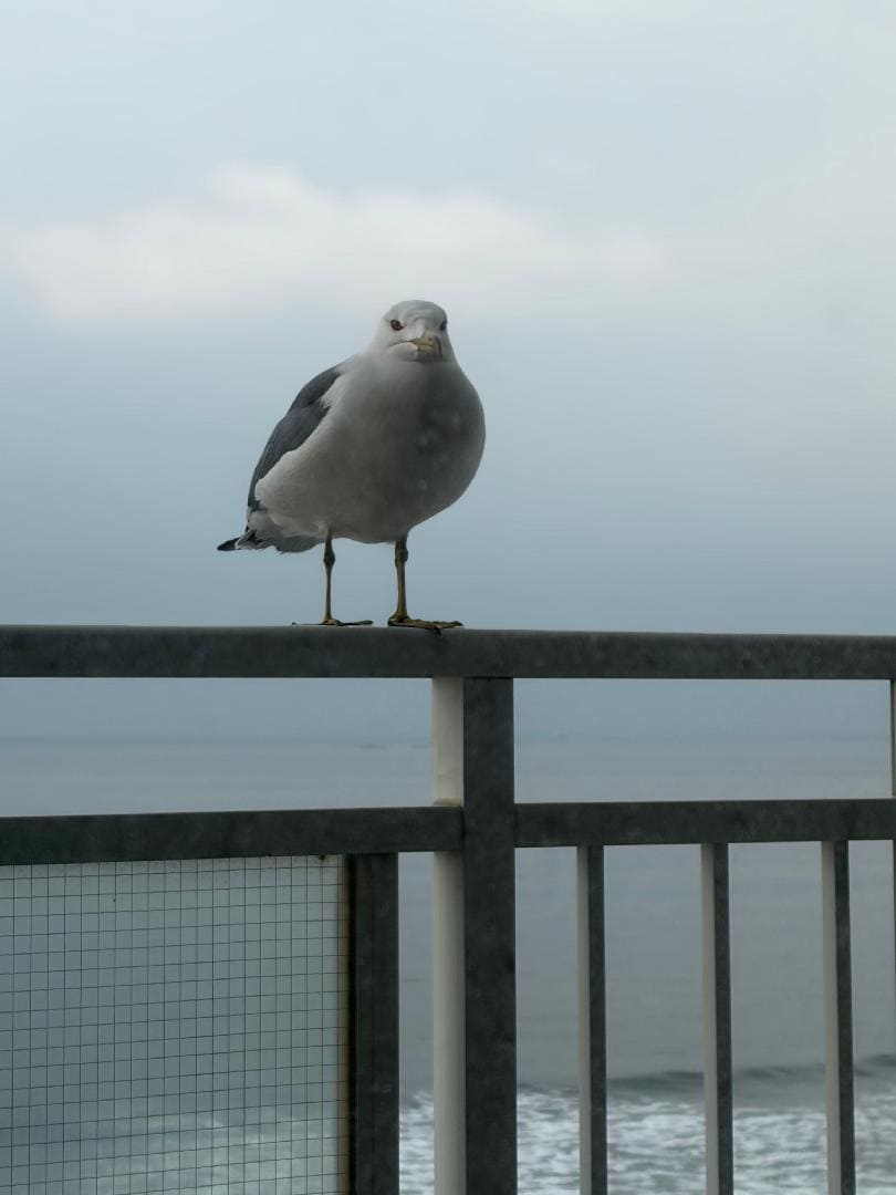 IMG_6158.jpeg