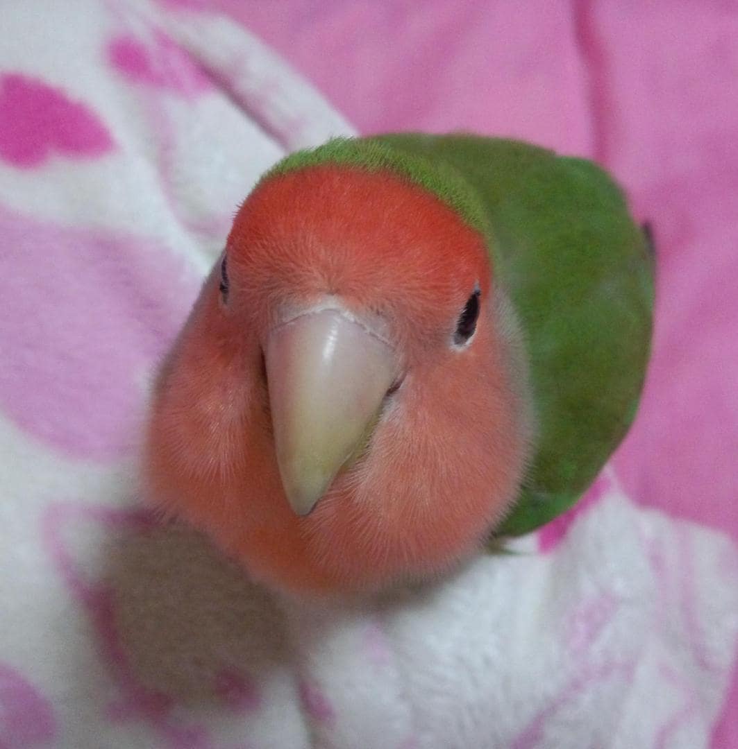 profile