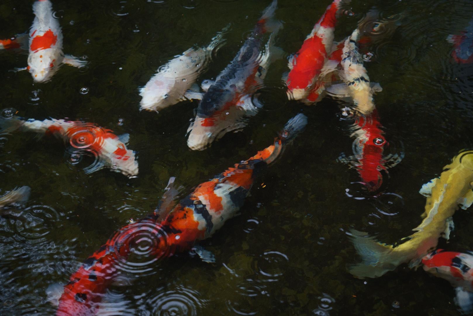 Taman (Koi)
