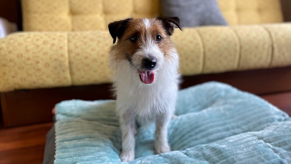 We also have rooms that are dog-friendly.