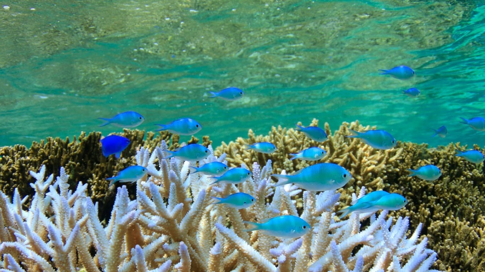 [Shigira Beach (within the resort)] Shigira Beach is home to a world of vibrant tropical fish and coral.