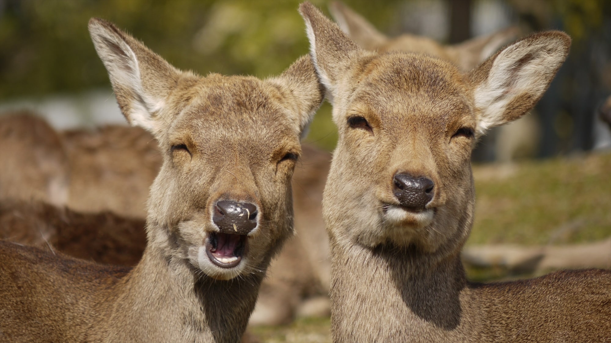 Laughing deer