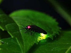 Firefly
