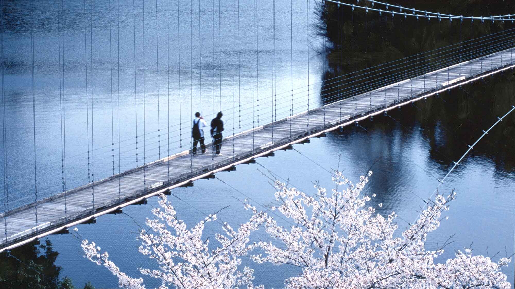 [Around] The dream suspension bridge "Shiratsubaki Ohashi" in Fube Dam Park has an outstanding presence (10 minutes by car from the hotel).