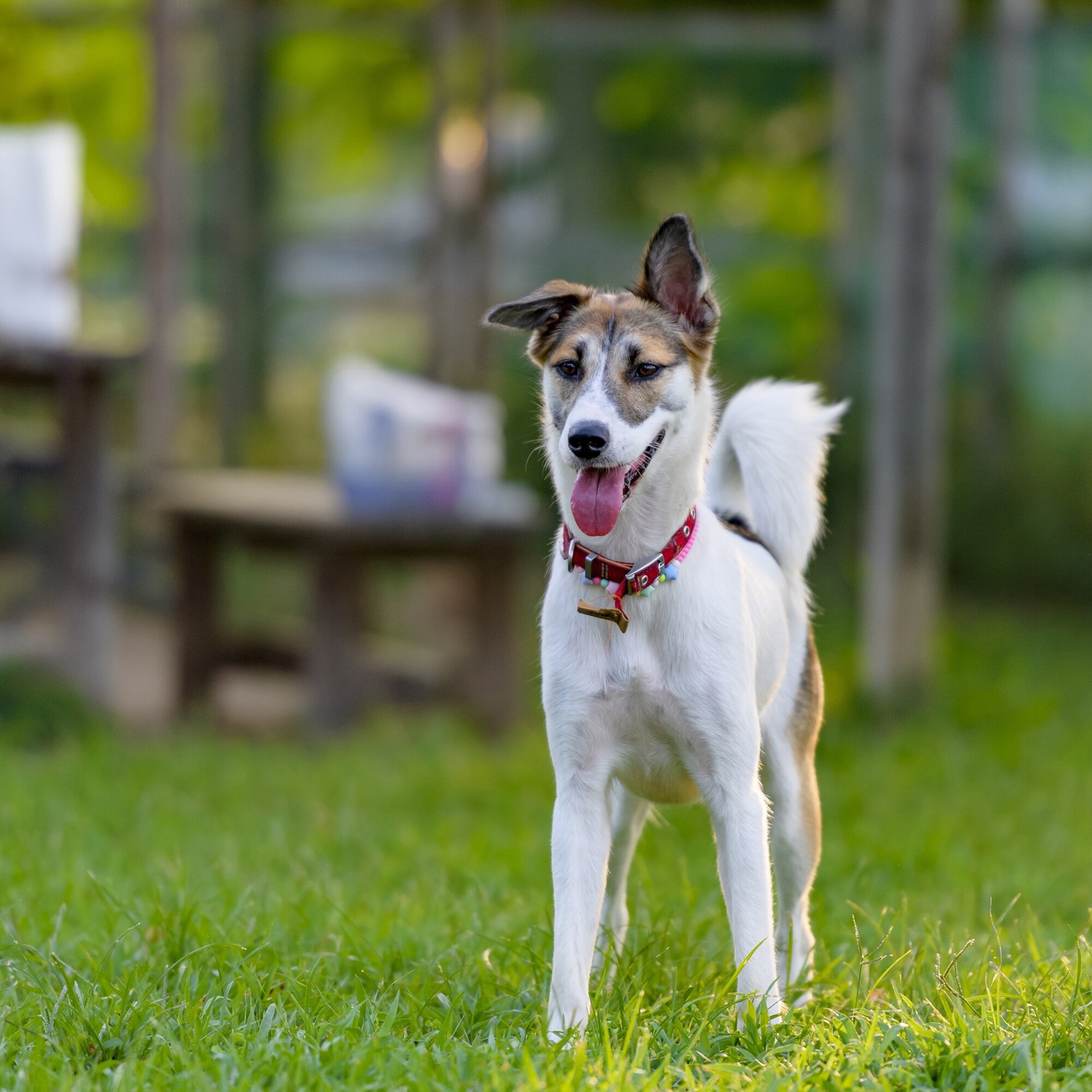 s dog standing and grass