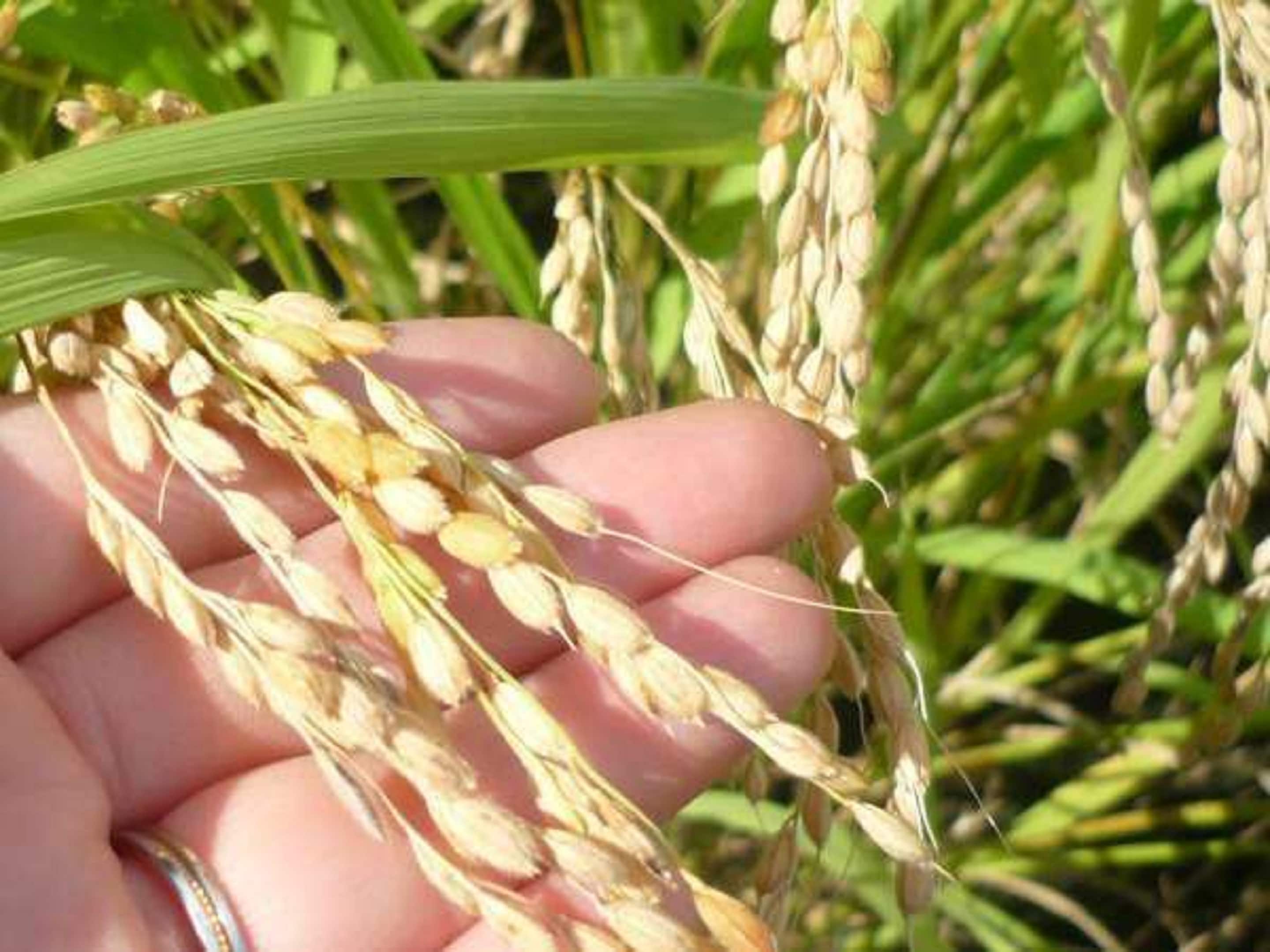 Kami menggunakan beras dari Prefektur Yamagata.