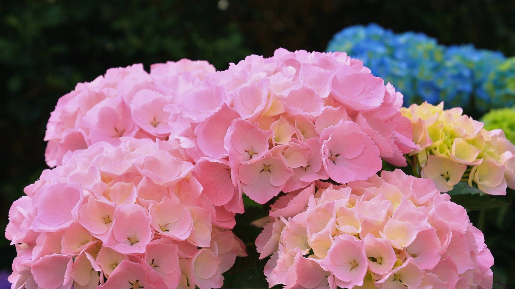 At Shimane Flower Village's "Hydrangea Path," you can enjoy a variety of hydrangeas while walking through a tunnel of trees.