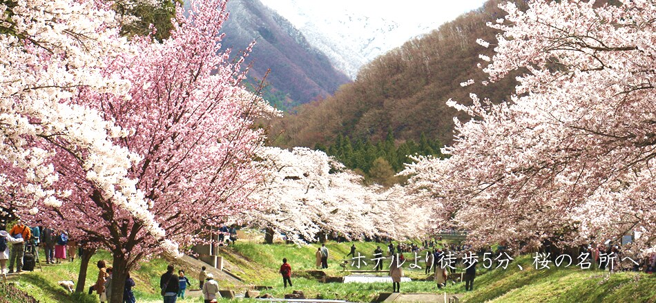 Pohon sakura